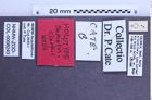 Etikette zu Semiotus clarkii (Wells, 2007) (NHMW-ZOO-COL-0008243)
